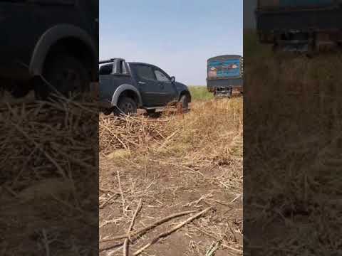 الجزيره الحصاحيصا من داخل الحواشات