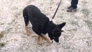 Ace&#39;s first time in the snow!