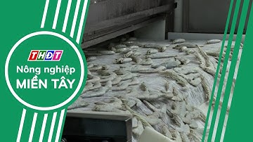 Mỹ đẩy mạnh tích trữ hàng, xuất khẩu tôm quý II/2025 có tăng mạnh? | Nông nghiệp Miền Tây