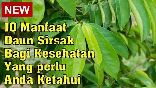 MENGERIKAN !! 8 Efek samping air rebusan daun sirsak