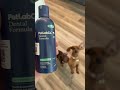 Healthy Teeth, Healthy Doxies: What we give our Doxies for oral health.  #dog #puppy #dachshund
