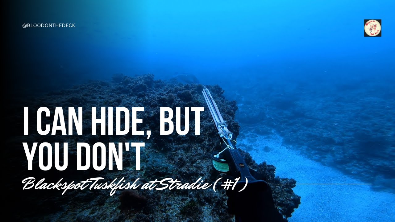 I can hide, but you don't | Spearfishing Blackspot Tuskfish at Stradie (#1)