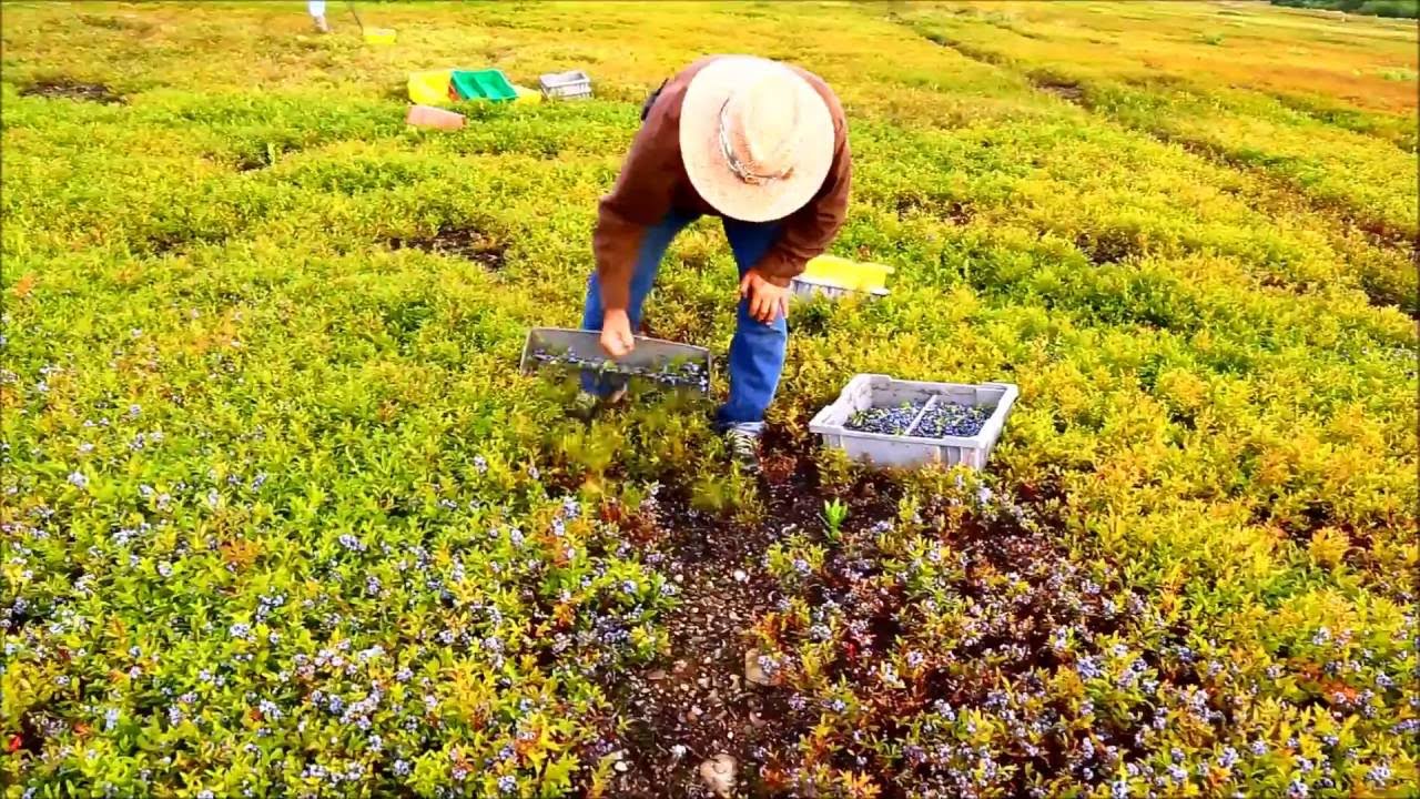 random moments raking blue berries in Maine 2016 YouTube