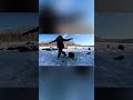На короеда👍-Горная Рыбалка |рыбалка в России | #short  #рыбалка #shorts