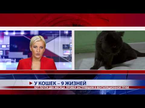 У кошек 9 жизней