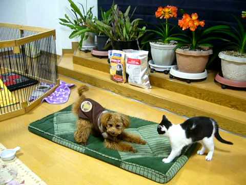 三つ巴の戦い Youtube