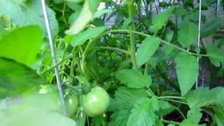 Early Girl Tomato, Lisa's Landscape & Design