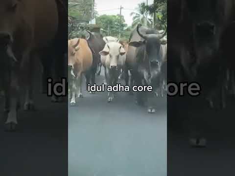SELAMAT IDUL ADHA 2025❤ #trending #iduladha2025 #sapi #hewanqurban #viral #shortvideo #shorts #fyp