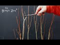 Pruning and Potting Young Maples, The Bonsai Zone, March 2022