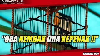 PLECI EDAN ora NEMBAK ora KEPENAK !!!