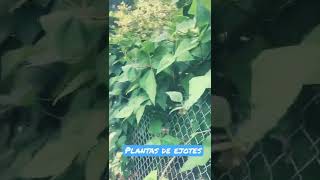 Plantas De Ejote