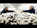 Inside northway mushroom farm  mushroom growing picking packaging and distribution production line