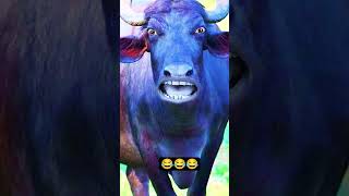 Httpsyoutubecomshortsdols ekdetositalz9o2m6otarndeng comedy cow