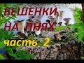 Посадка гриба вешенки в березовые пеньки на даче.