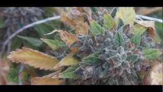 I Present, Grow420Guys Cinematic Harvest Montage