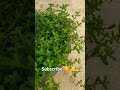এটা কি শাক?? কমেন্ট করে জানাবেন 🌱☘️🌿❤️👇👇🔔🔔 #viralvideo #plants #greenrooftop #garden #video #shorts