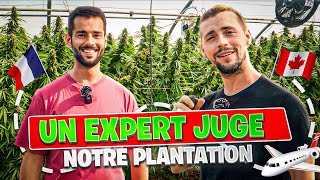 UN PROFESSIONNEL VISITE ET JUGE NOTRE CULTURE DE CBD #cbd #jardinage #permaculture #jardin #chanvre