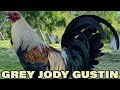 Jody Gustin Grey Kelso Hatch - Beautiful Birds Farm Visit