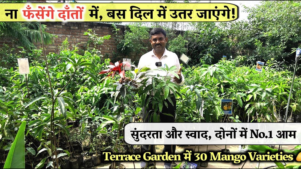 Terrace Garden में उगाइए 30 किस्मों के सबसे सुंदर और मीठे आम! ना फँसेंगे दाँतों में, No.1 आम