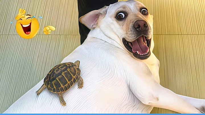 Best Of The Funny Animal Videos 😹🐶 The Funniest Cat & Dog Moments Compilation 🐾