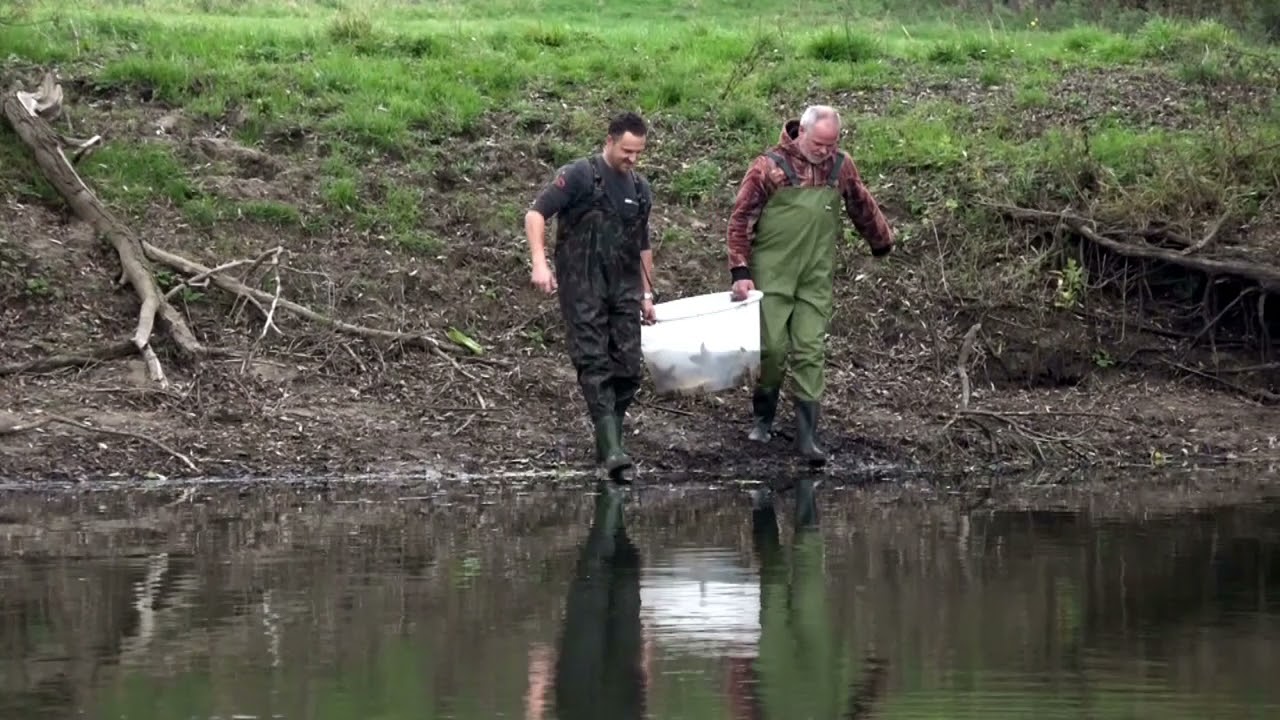 Voorn visuitzetting De Brouwerij Ooij 20 11 21
