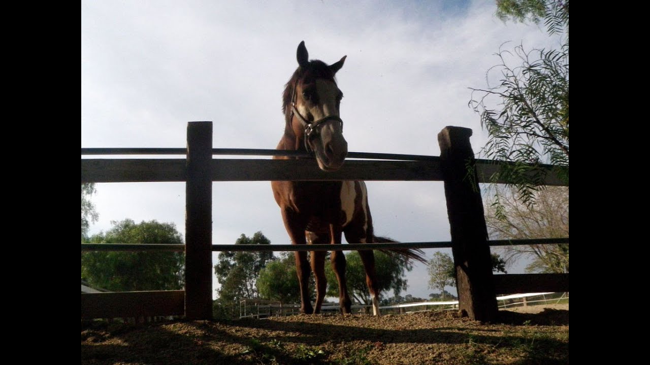 Rolling Hills Estates Equestrian Property Dream YouTube