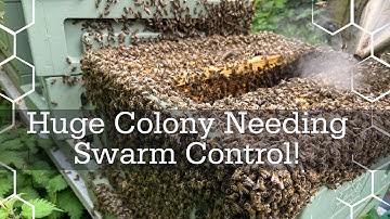SWARM CONTROL -  Hive splits with the bee boom!