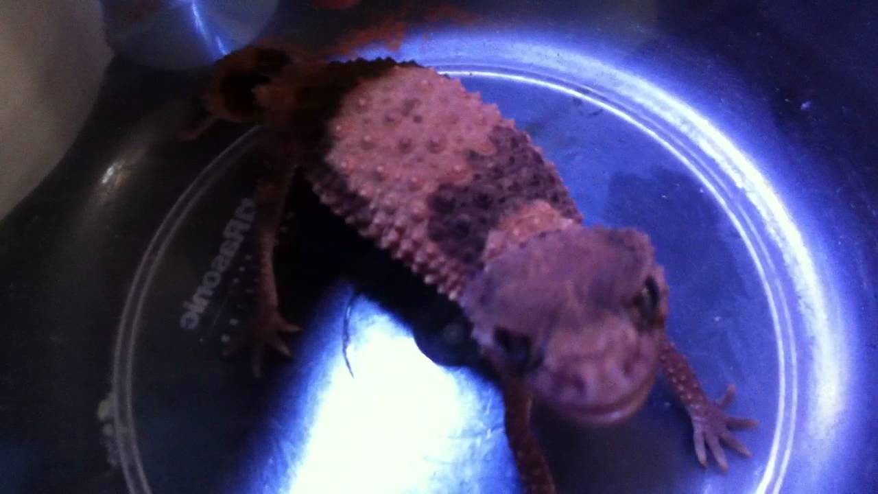 Knobtail Gecko Nephrurus Wheeleri Barking