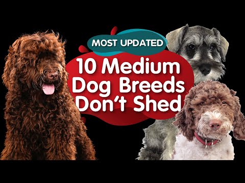 Video: Non-Shedding Dogs: En liste over små, mellomstore og store hunder som ikke kastes