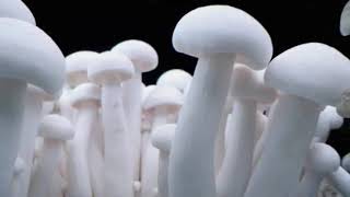 Juliez Andrewz  Move Me  