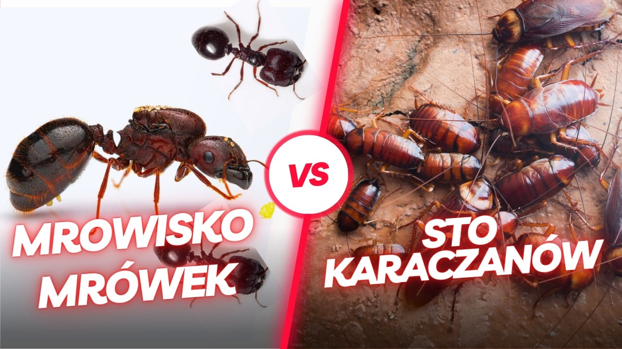 Mrówki Kontra 100 Karaluchów – Szokujący Wynik Walki! 🤯