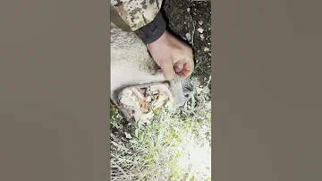 Огромный волк напал на аул в Дагестане! Магомед добыл волка-гиганта #охота #охотник #волки