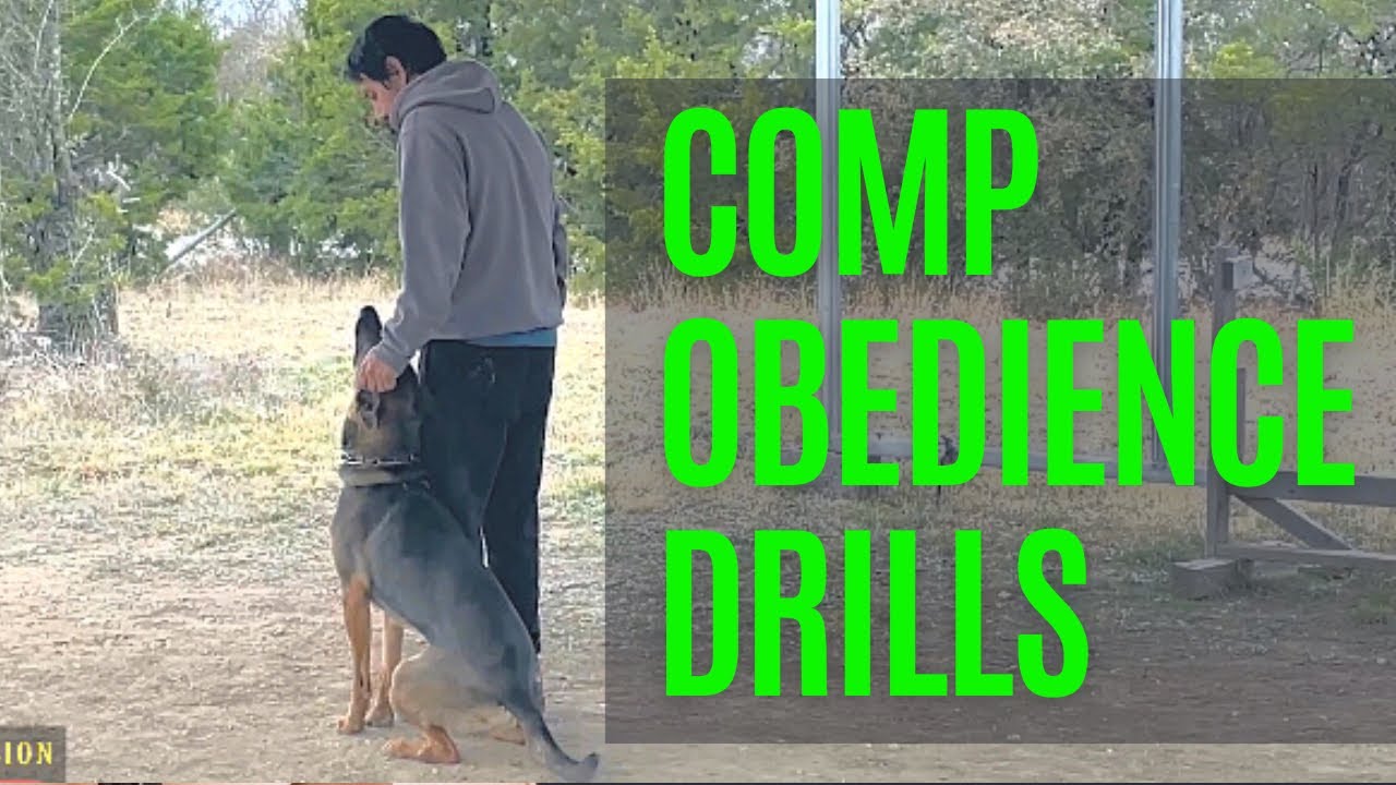 Cinco. Competition Obedience Drills YouTube