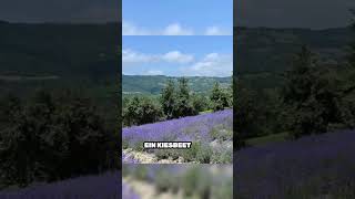 Lavendel liebt DAS hier 🌿 (Geheimtipp!)