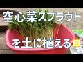 【スプラウトを育てる？！】スプラウト空心菜を土に植えます【プランター栽培】