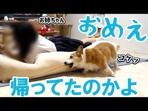散歩から帰ったら思いがけず姉がいて、嬉しさのあまりズッコケるコーギー犬