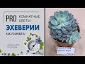 Эхеверия | Королева суккулентов | Каменная роза или каменный цветок