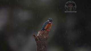 Bird Kingfisher In Showering Rain Drops.