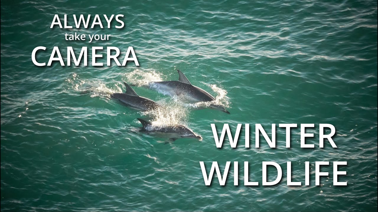 Always take your camera Winter Wildlife