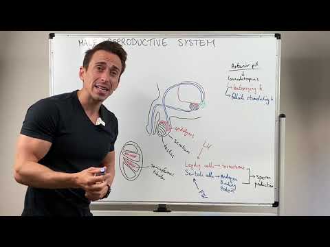 Male Reproductive System