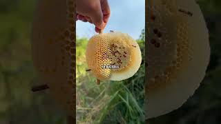 Honey Never Spoils 3000-Year-Old Jar Still Edible