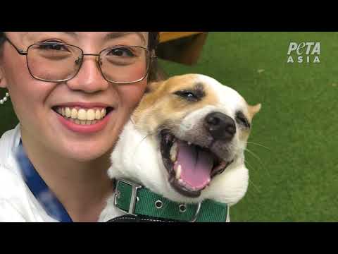 PETA Asia's 2023 End-of-Year Highlights