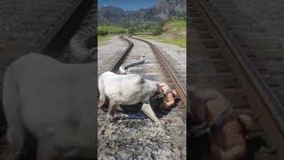 ULTIMATE SURVIVAL SKILLS v91 #shorts