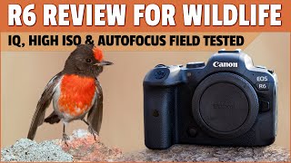 Canon R6 Review for Bird Photography  Image Quality, High ISO Performance and Autofocus Tested!