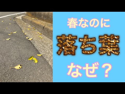 庭の落ち葉は50°Fの法則で片付けよう