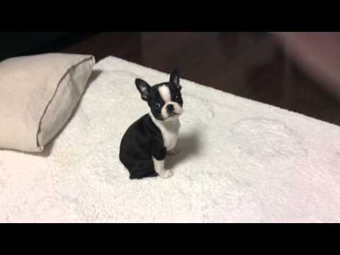 Voll of Japan of Boston Terrier familyボストンテリア 我が家のヴォル