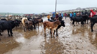 VACA DE R$ 600,00 SÓ EM CAPOEIRAS-PE  19-04-2024  #nordeste