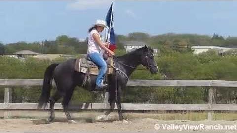 Sir Cody Skipper - Hollywood   ***For info, price, etc., go to our website*** Valley View Ranch