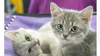11 things every cat owner should do by 5 plus 8 views 3 years ago 1 minute, 1 second