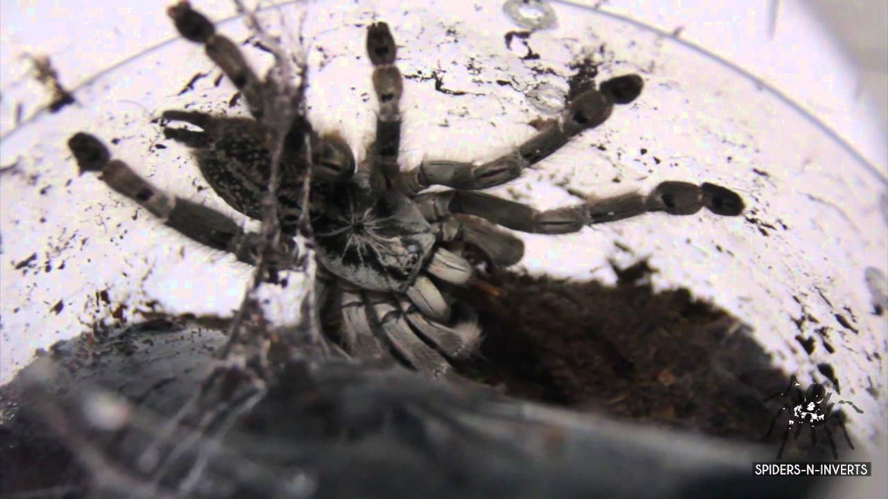 Tarantula Feeding: Heteroscodra maculata (Togo Starburst Baboon): Spiders-N-Inverts #24